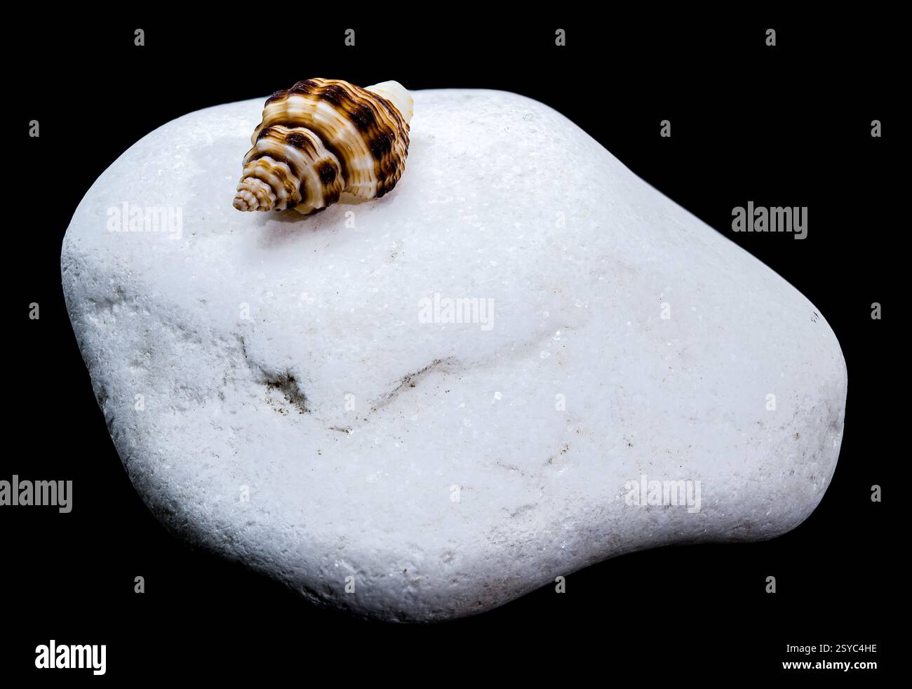 Seashell on White Pebble black Background Stock Photo