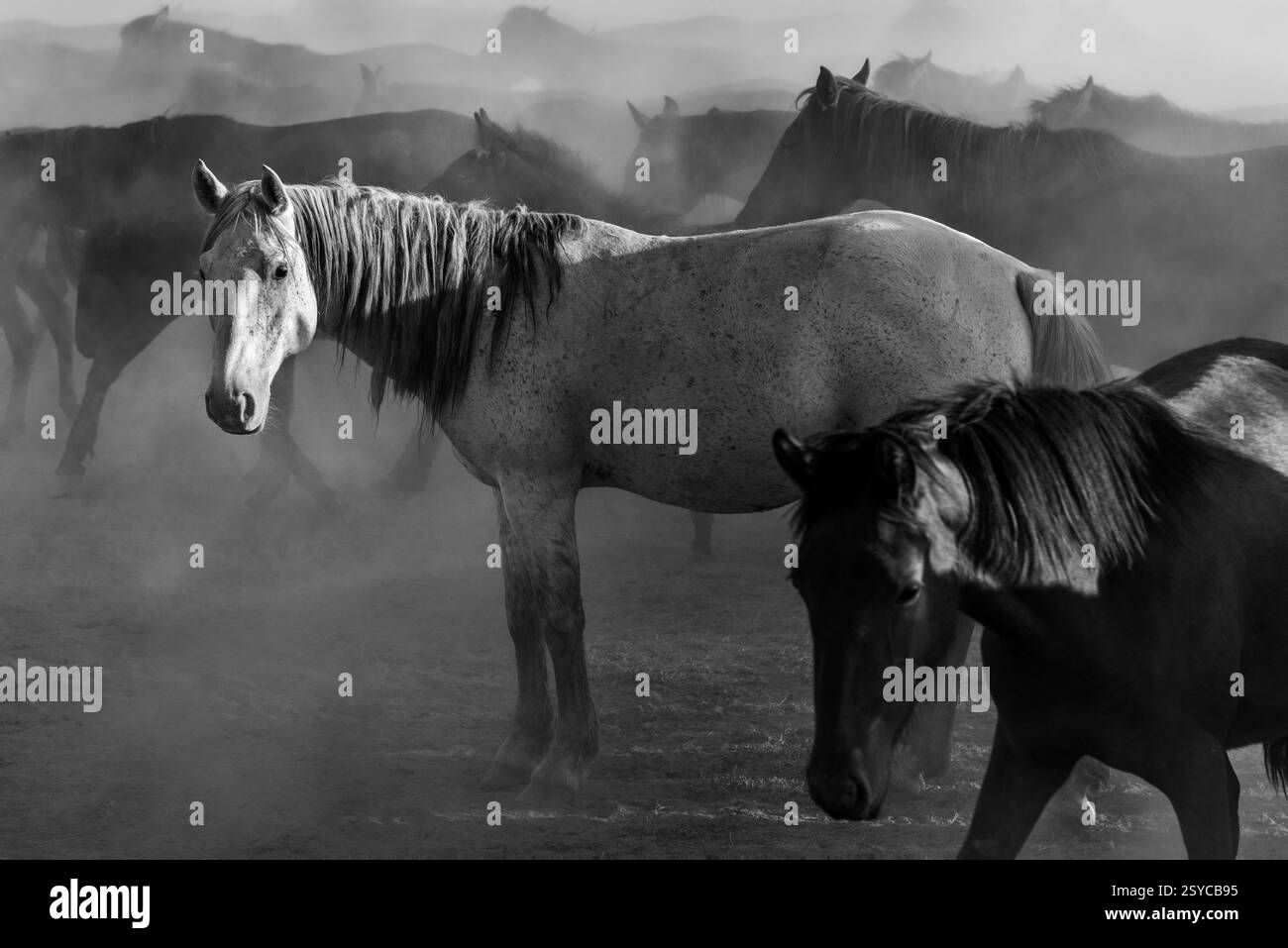 Wild horses on a dusty region in the city of Kayseri of Turkey country, black and white photography Stock Photo