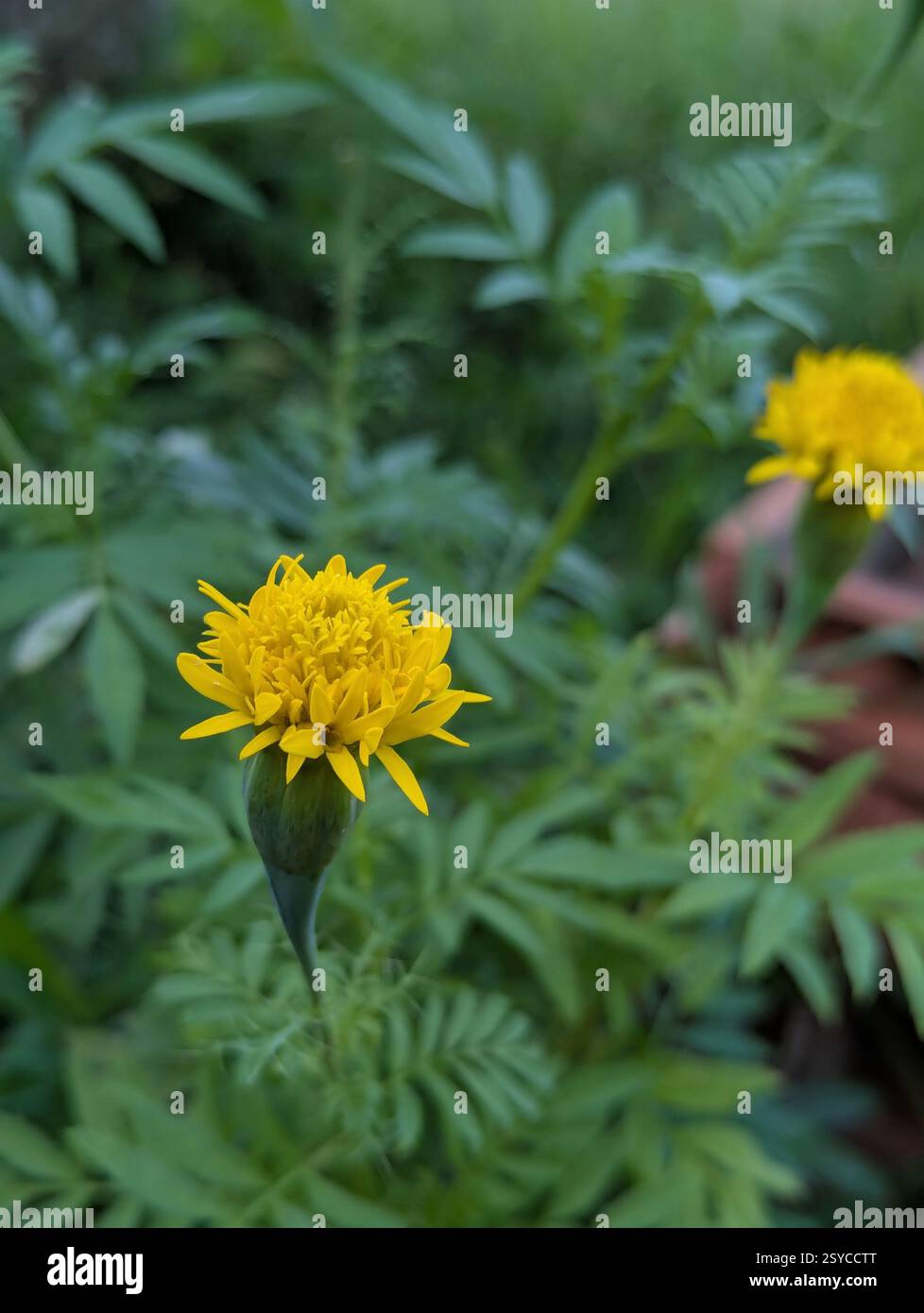 A close-up of a vibrant yellow marigold flower with slender petals against a backdrop of lush green foliage. - Smartphone Captured Stock Image