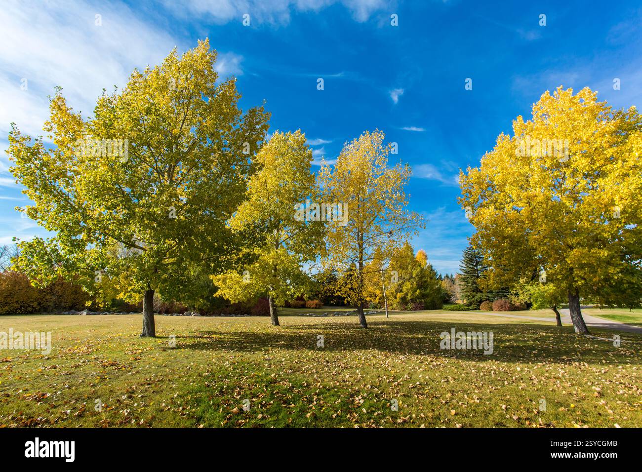 Group trees hi-res stock photography and images - Alamy