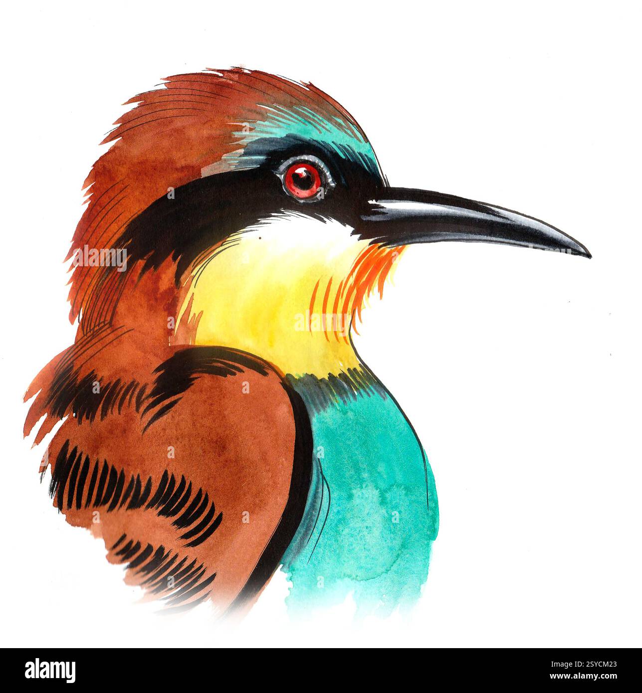Kingfisher bird. Hand drawn watercolour illustration Stock Photo - Alamy