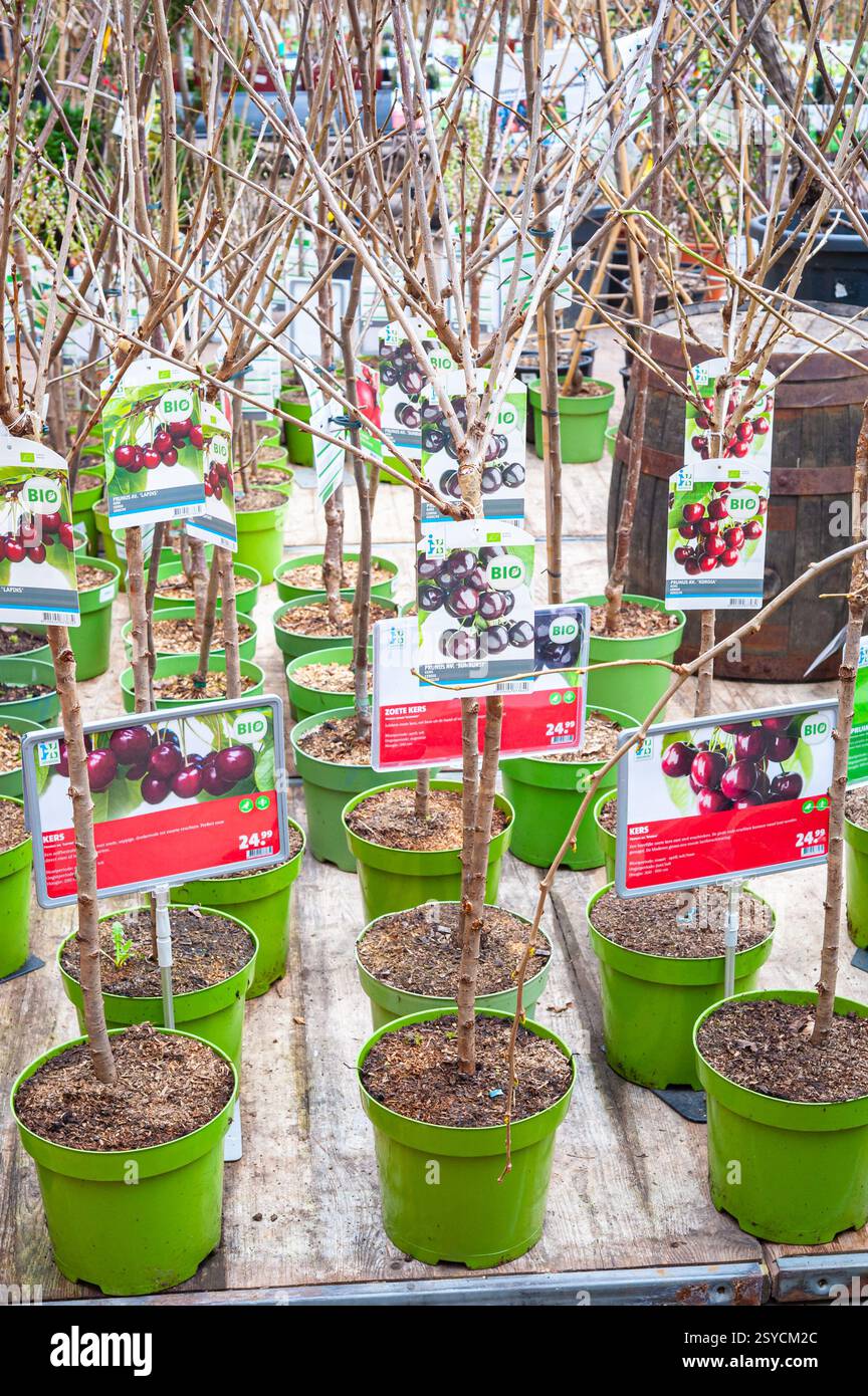 Small cherry and plum trees with information card in a garden centre Stock Photo