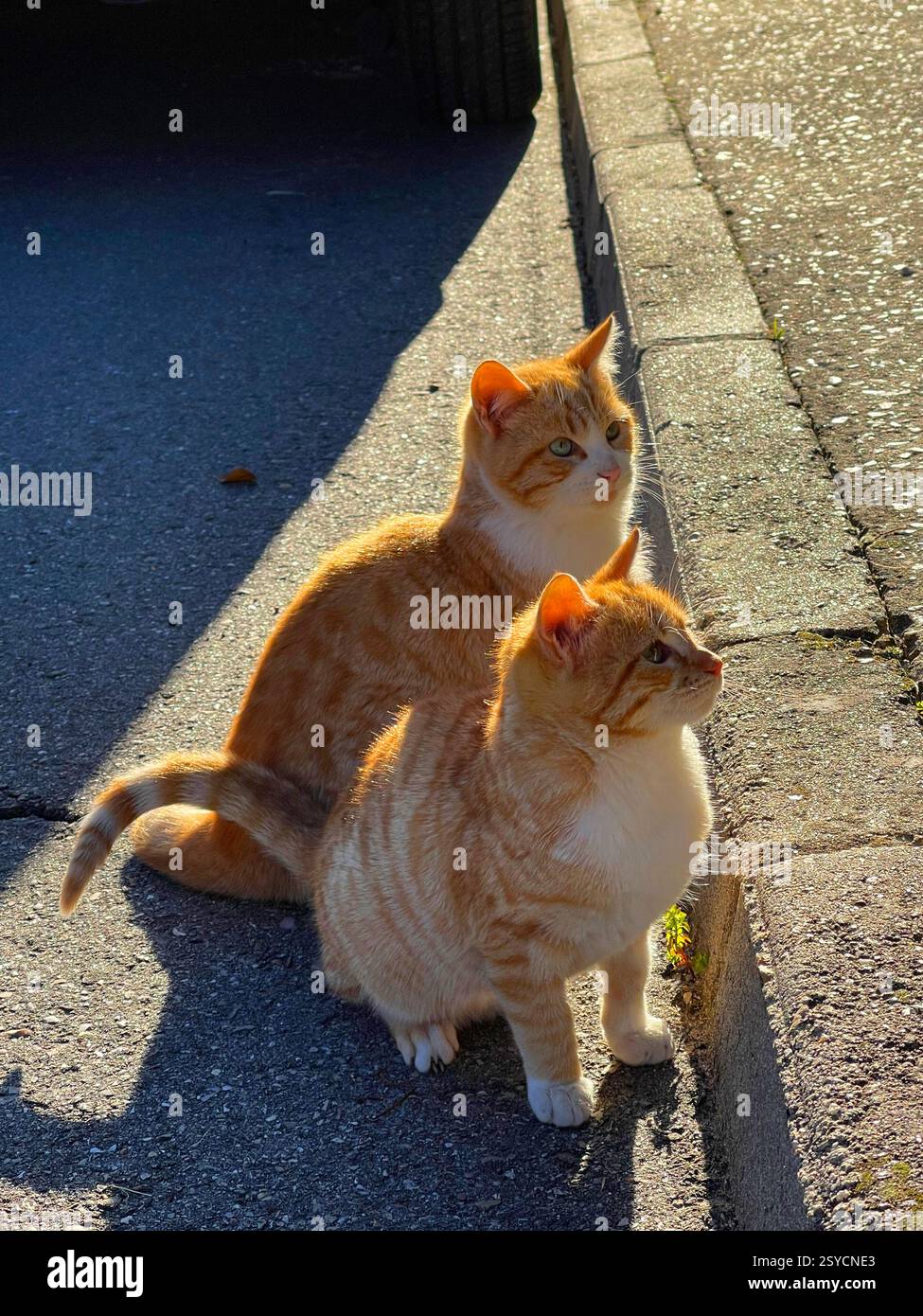 Two tabby and white cats. - Smartphone Captured Stock Image