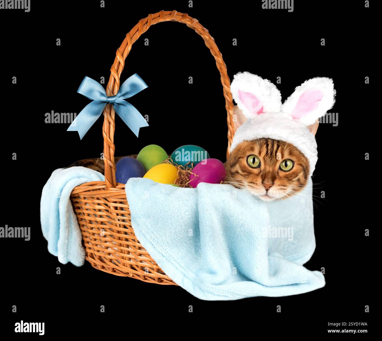 Cat with rabbit ears in basket with easter eggs isolated on black. Easter concept Stock Photo