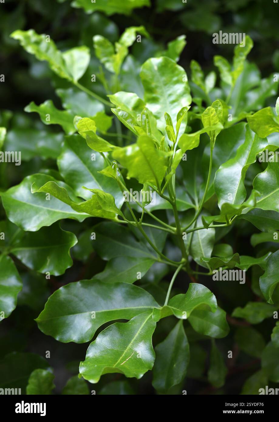 Wharangi, Melicope ternata, Rutaceae. New Zealand. Melicope ternata, commonly known as wharangi, is a coastal shrub or small tree in the family Rutace Stock Photo