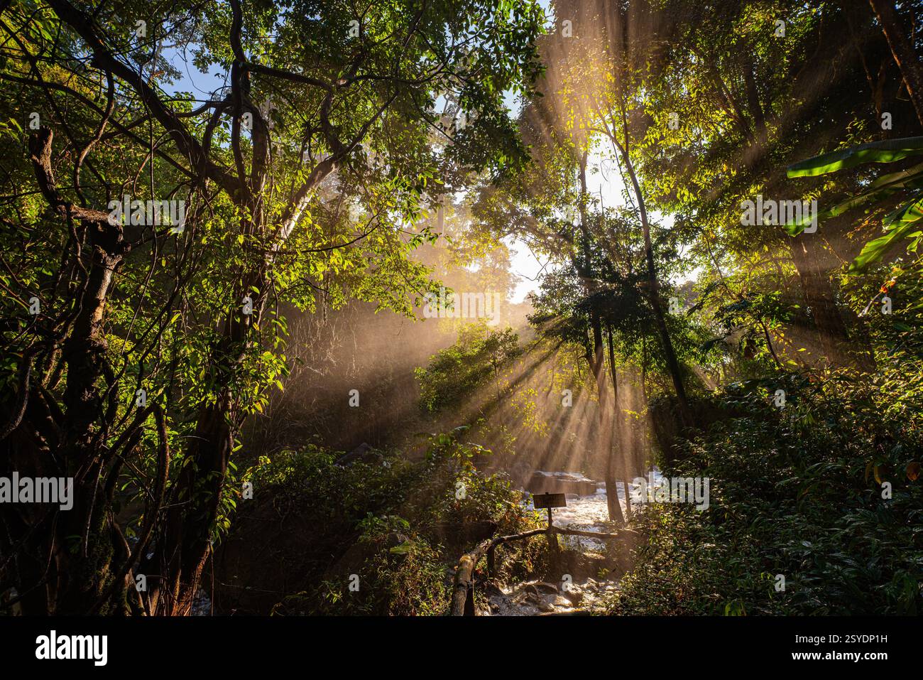 Golden sunlight streams through a dense forest canopy, casting dramatic ...