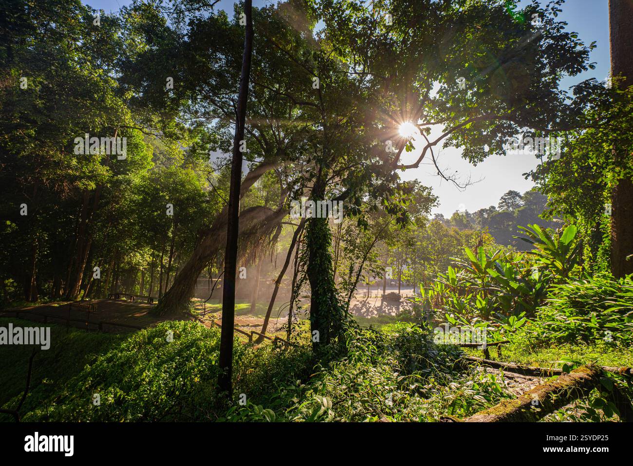 Golden sunlight streams through a dense forest canopy, casting dramatic ...