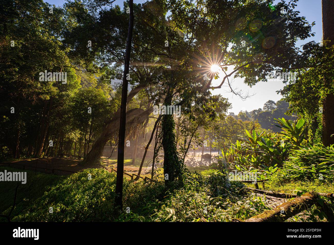 Golden sunlight streams through a dense forest canopy, casting dramatic ...