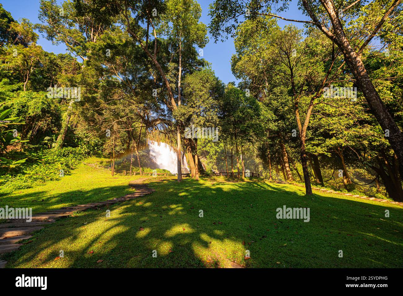 Golden sunlight streams through a dense forest canopy, casting dramatic ...