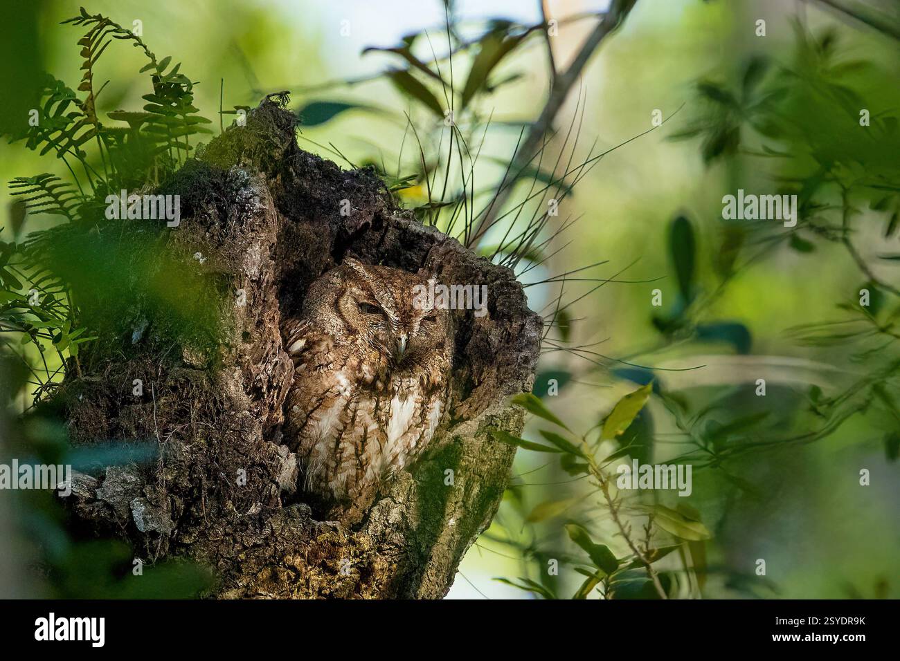 Megascops hi-res stock photography and images - Alamy