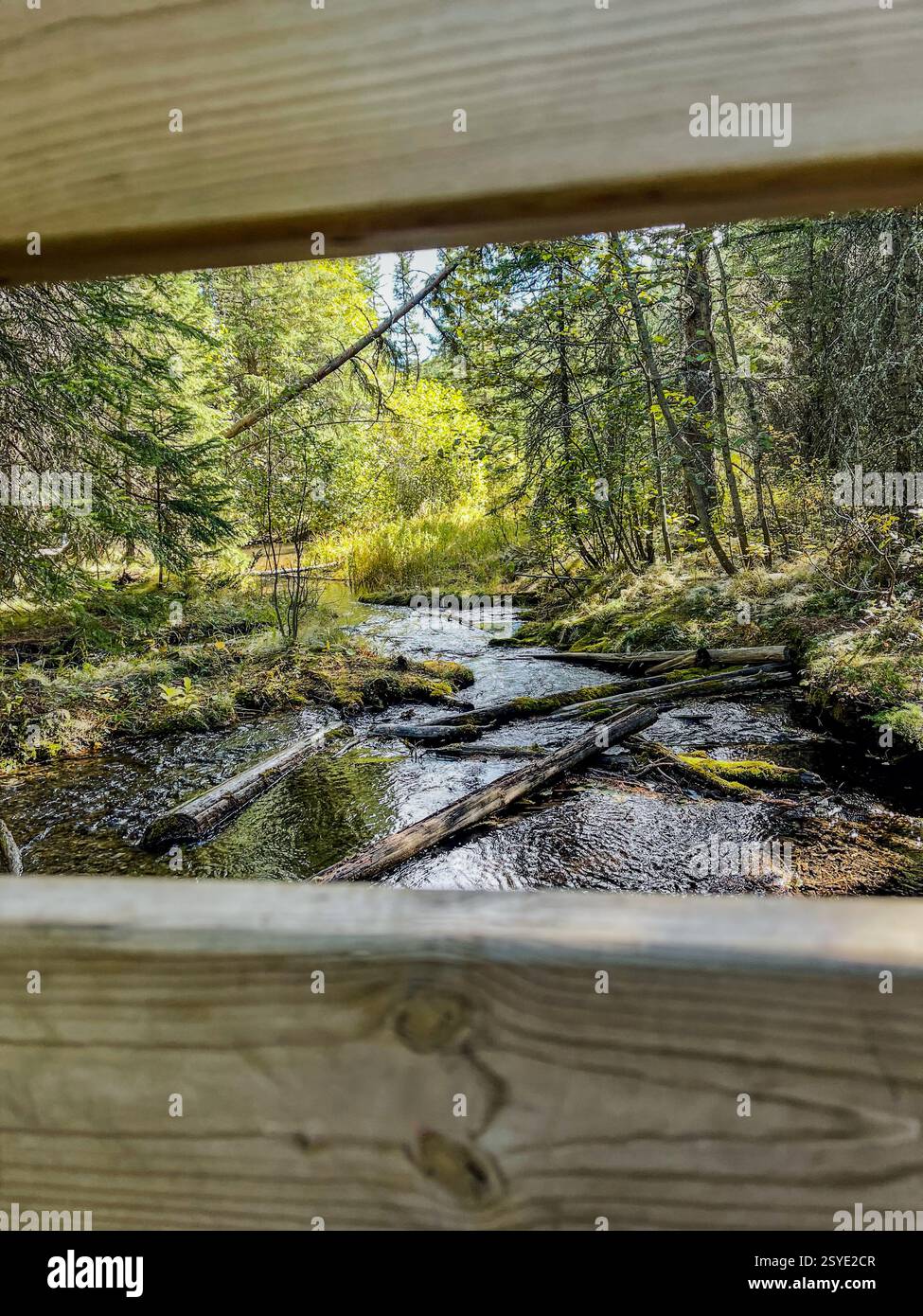 Small forest creek viewed through wooden bridge railing - Smartphone Captured Stock Image
