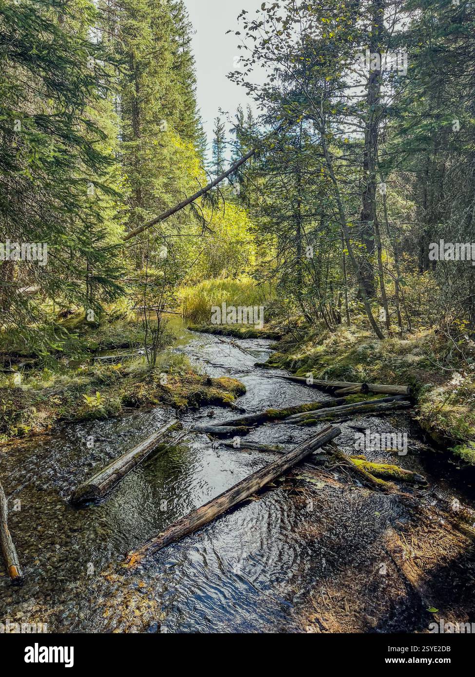 A clear forest creek flows through a wooded area with fallen logs. Sunlight filters through dense evergreen trees, highlighting the moss-covered groun - Smartphone Captured Stock Image