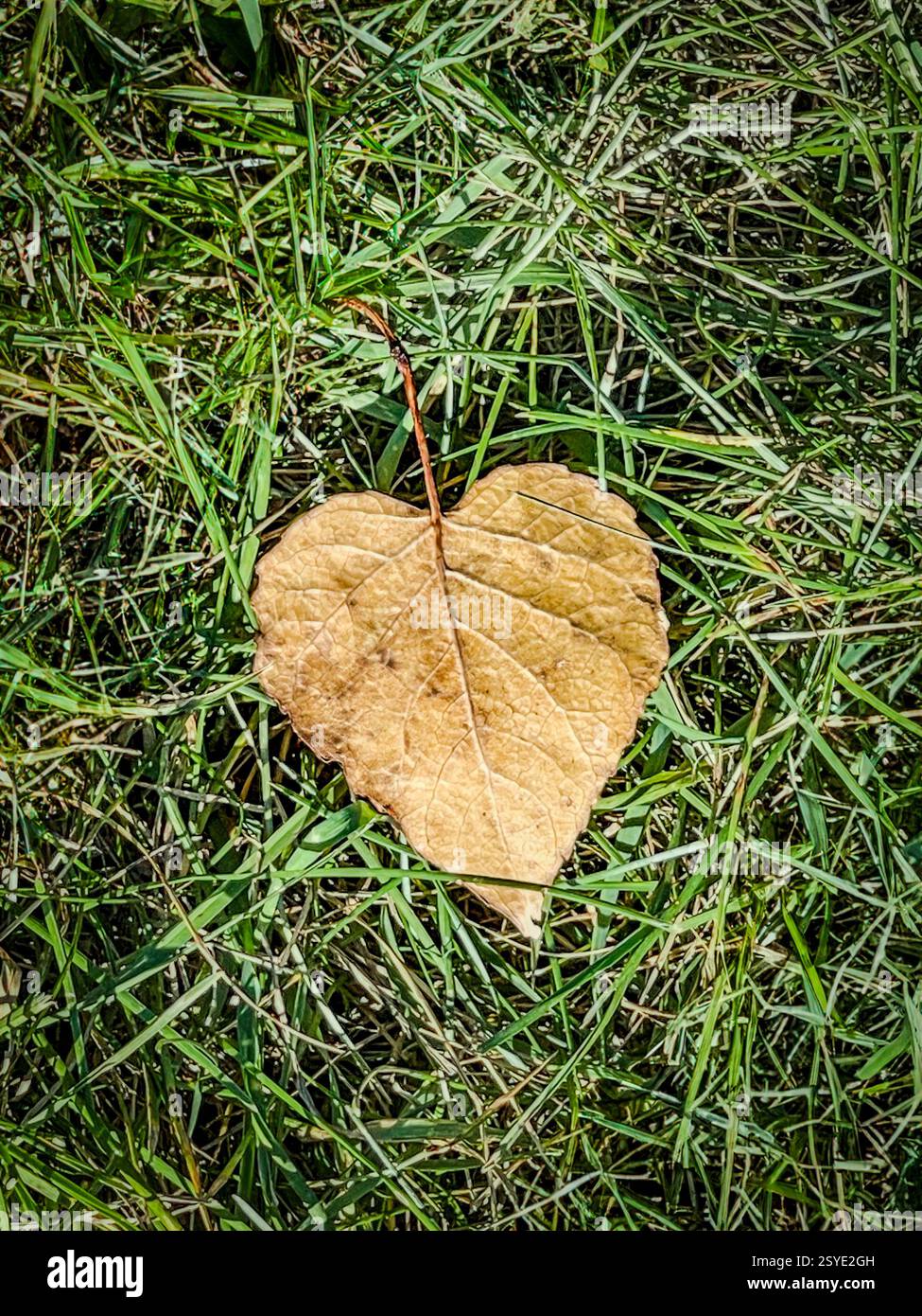 A single dry, heart-shaped leaf rests on vibrant green grass. The detailed texture of the leaf contrasts with the fresh grass blades, symbolizing seas - Smartphone Captured Stock Image