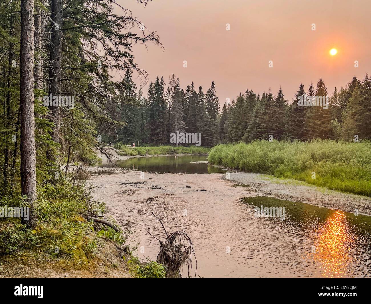 A forest river reflecting the sunset with pine trees on both sides. The hazy sky creates a soft, warm glow over the water, enhancing the natural lands - Smartphone Captured Stock Image