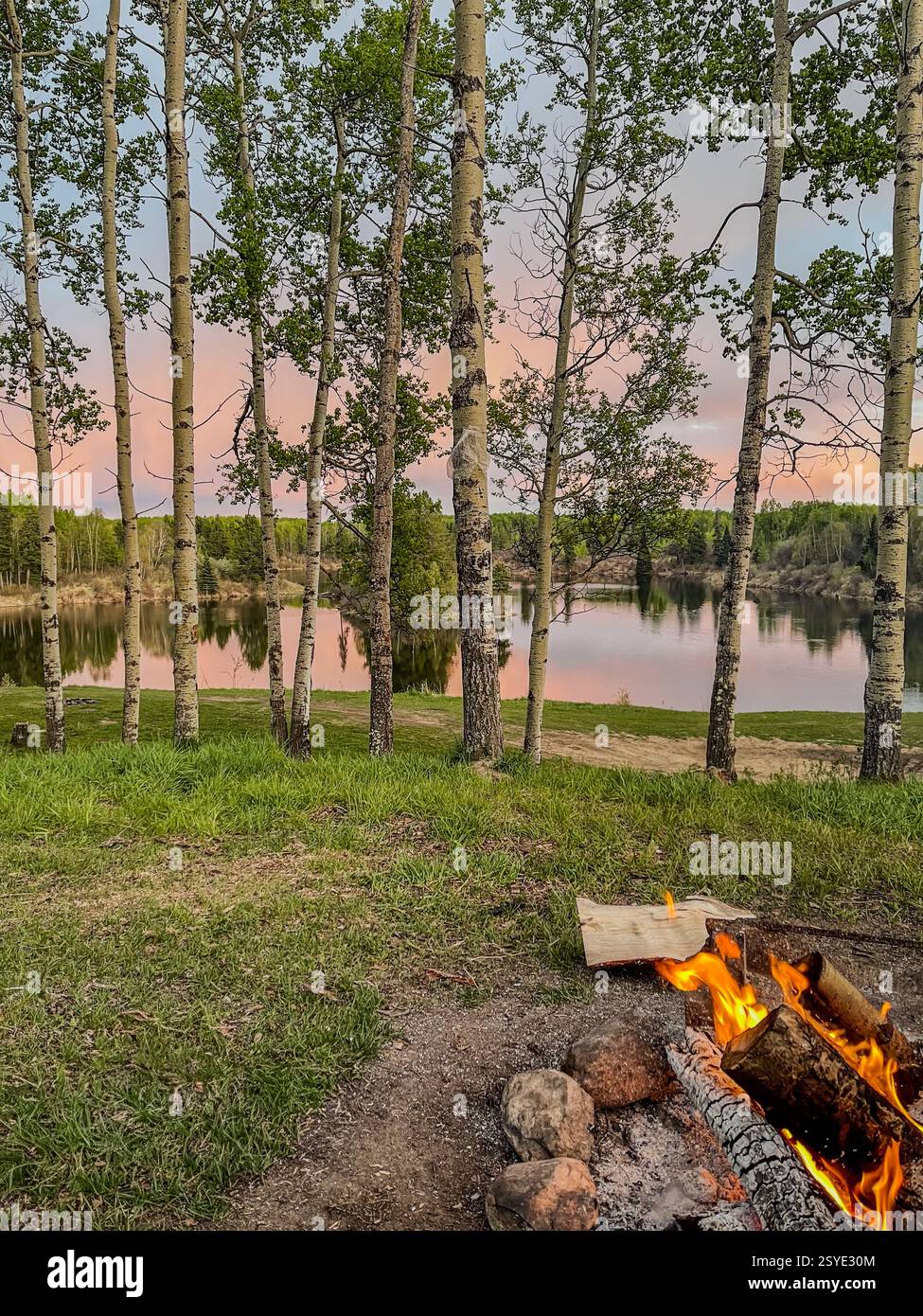 A campfire burns in the foreground while aspen trees frame a tranquil lake at dusk. The sky displays pink hues reflected in the water, creating a sere - Smartphone Captured Stock Image