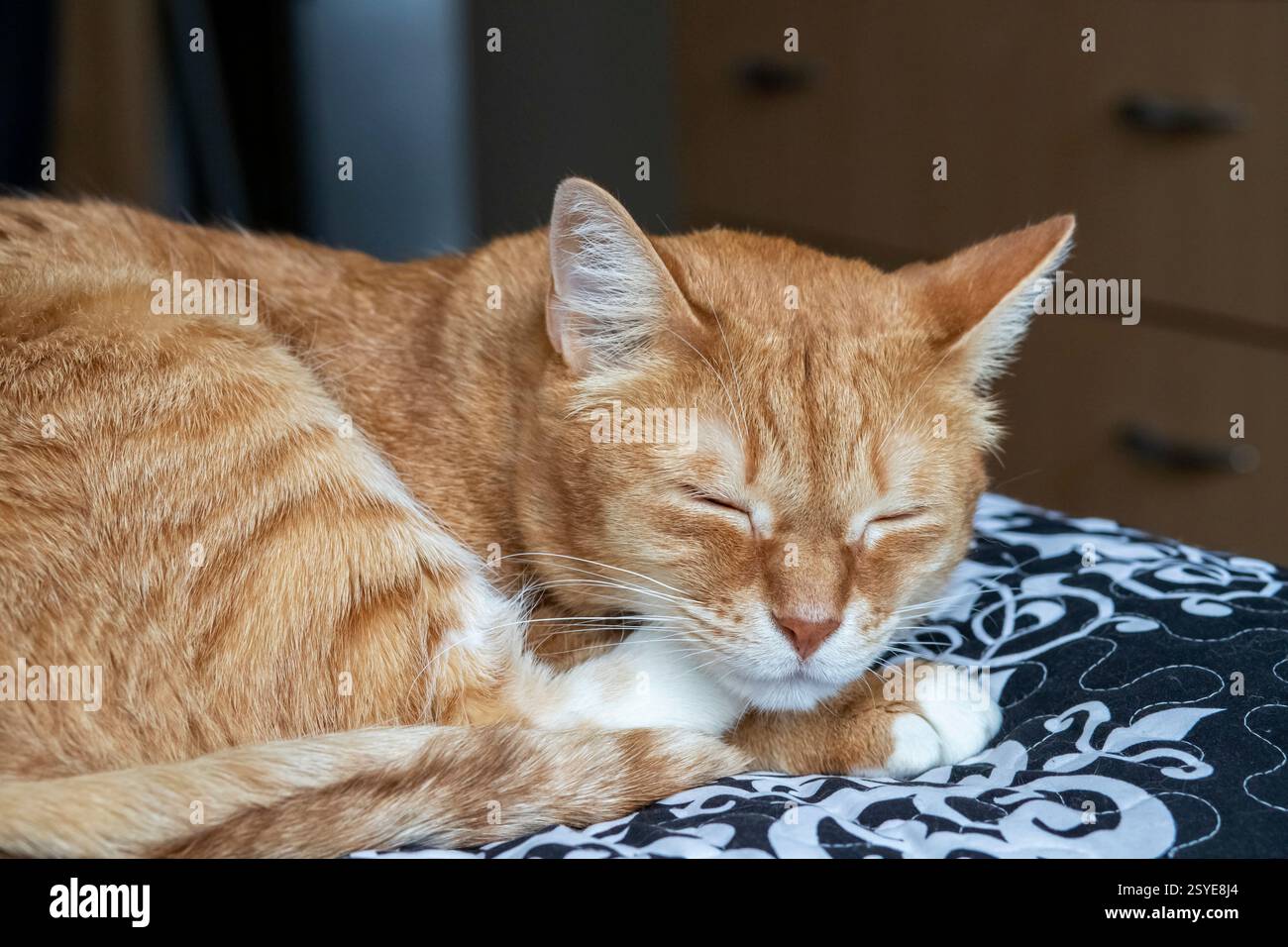 Peaceful red cat lying on the bed and sleeping. Stock Photo