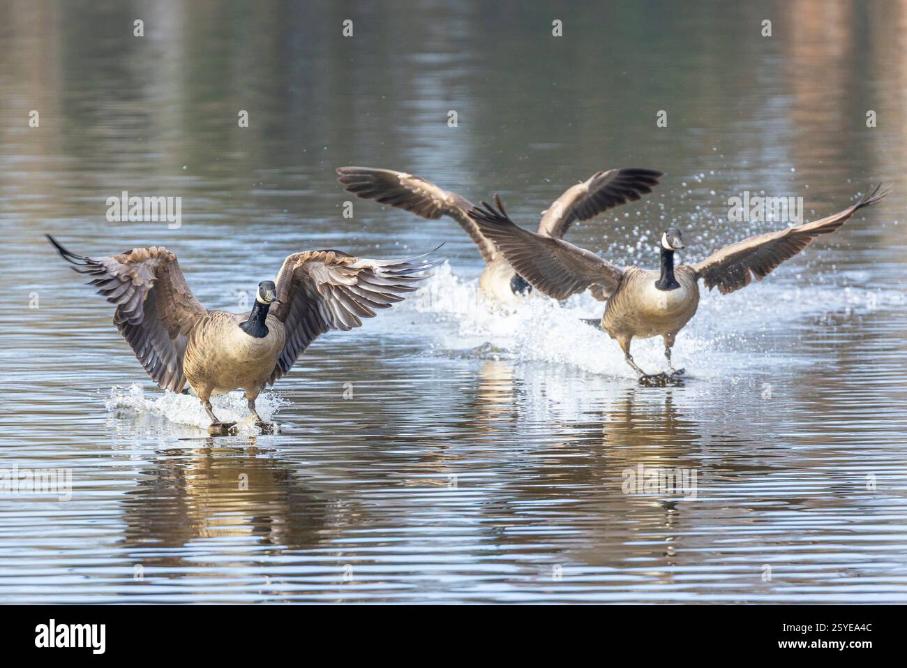 Kidderminster, UK. 28th February, 2025. UK weather: the sun dominates the sky today, creating a perfectly relaxing atmosphere on the water. Canada geese create a bit of a splash as they glide peacefully onto water in warm sunshine, temperatures however are still below double digits, keeping the day pleasantly cool. Credit: Lee Hudson/Alamy Live News Stock Photo