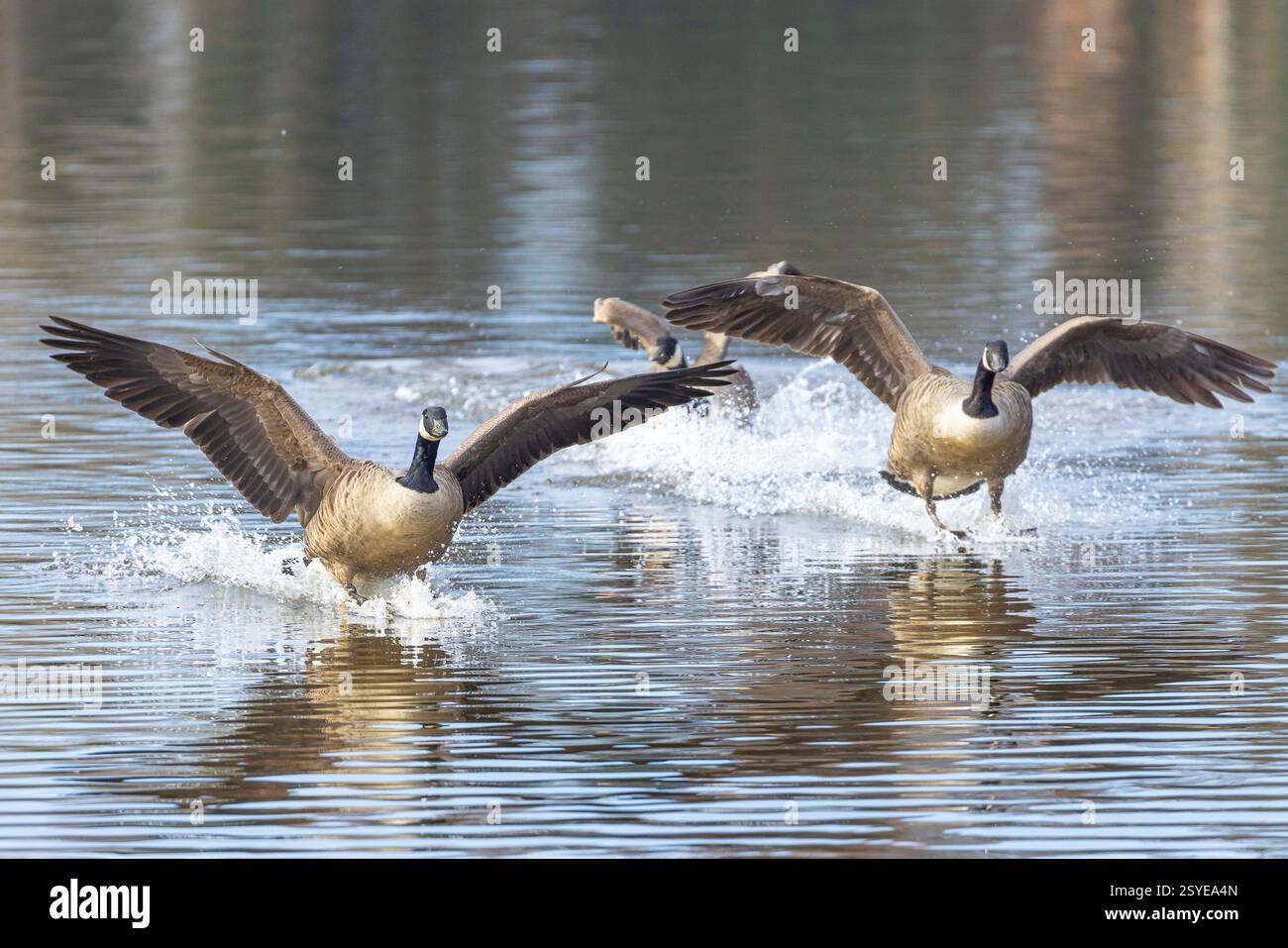 Kidderminster, UK. 28th February, 2025. UK weather: the sun dominates the sky today, creating a perfectly relaxing atmosphere on the water. Canada geese create a bit of a splash as they glide peacefully onto water in warm sunshine, temperatures however are still below double digits, keeping the day pleasantly cool. Credit: Lee Hudson/Alamy Live News Stock Photo