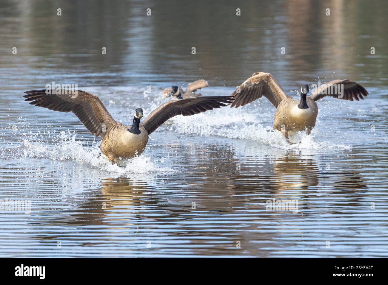 Kidderminster, UK. 28th February, 2025. UK weather: the sun dominates the sky today, creating a perfectly relaxing atmosphere on the water. Canada geese create a bit of a splash as they glide peacefully onto water in warm sunshine, temperatures however are still below double digits, keeping the day pleasantly cool. Credit: Lee Hudson/Alamy Live News Stock Photo