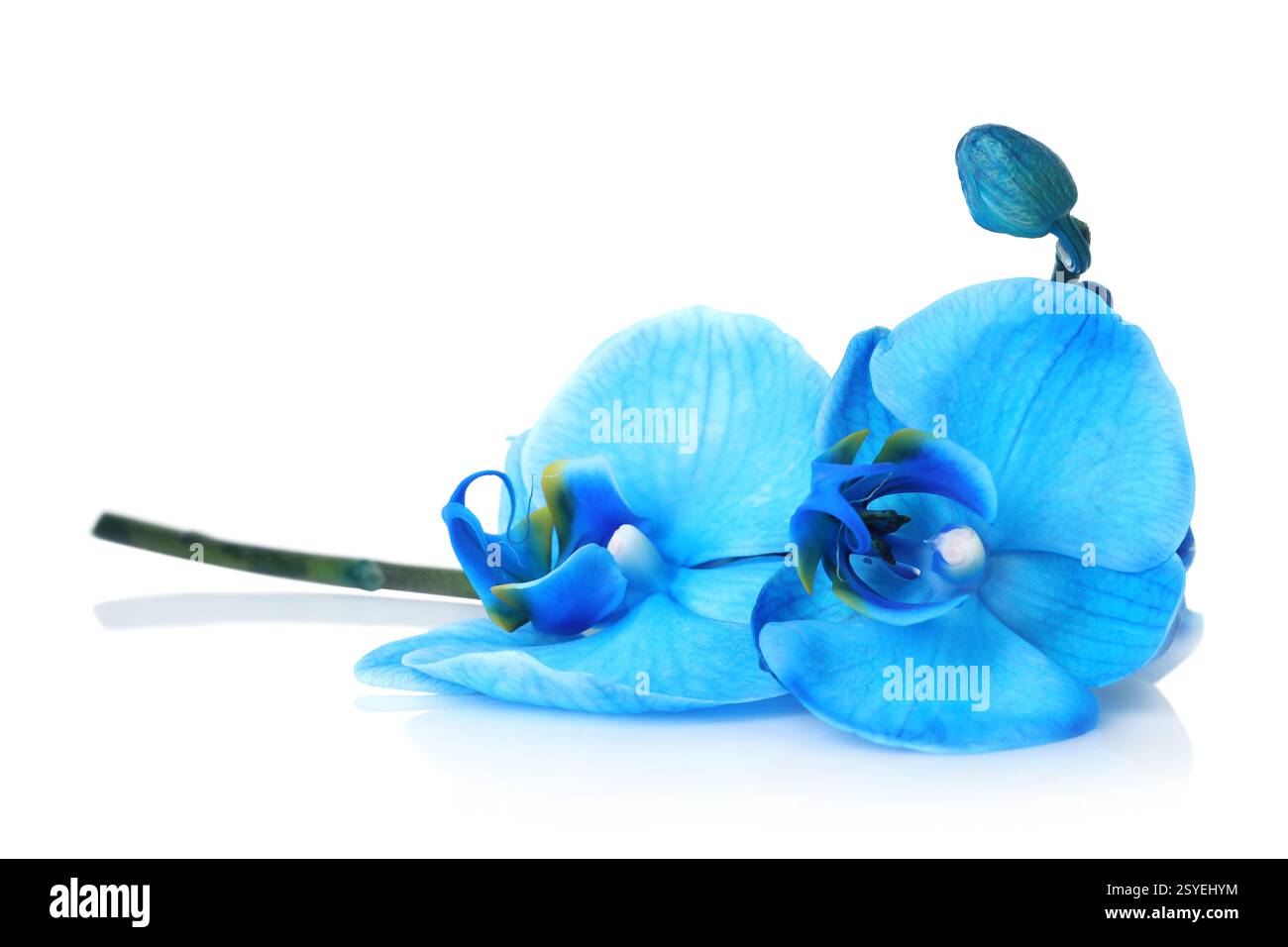 Beautiful blue orchid flower isolated on white Stock Photo - Alamy