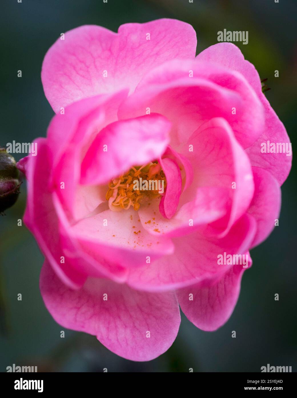 Close up view of delicate botanical patterns hi-res stock photography ...