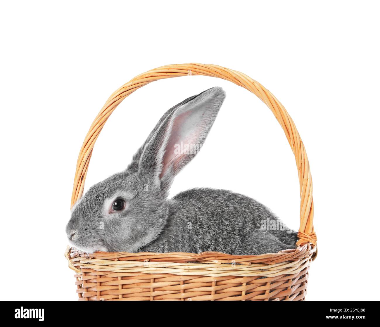 Fluffy grey rabbit in wicker basket on white background Stock Photo - Alamy