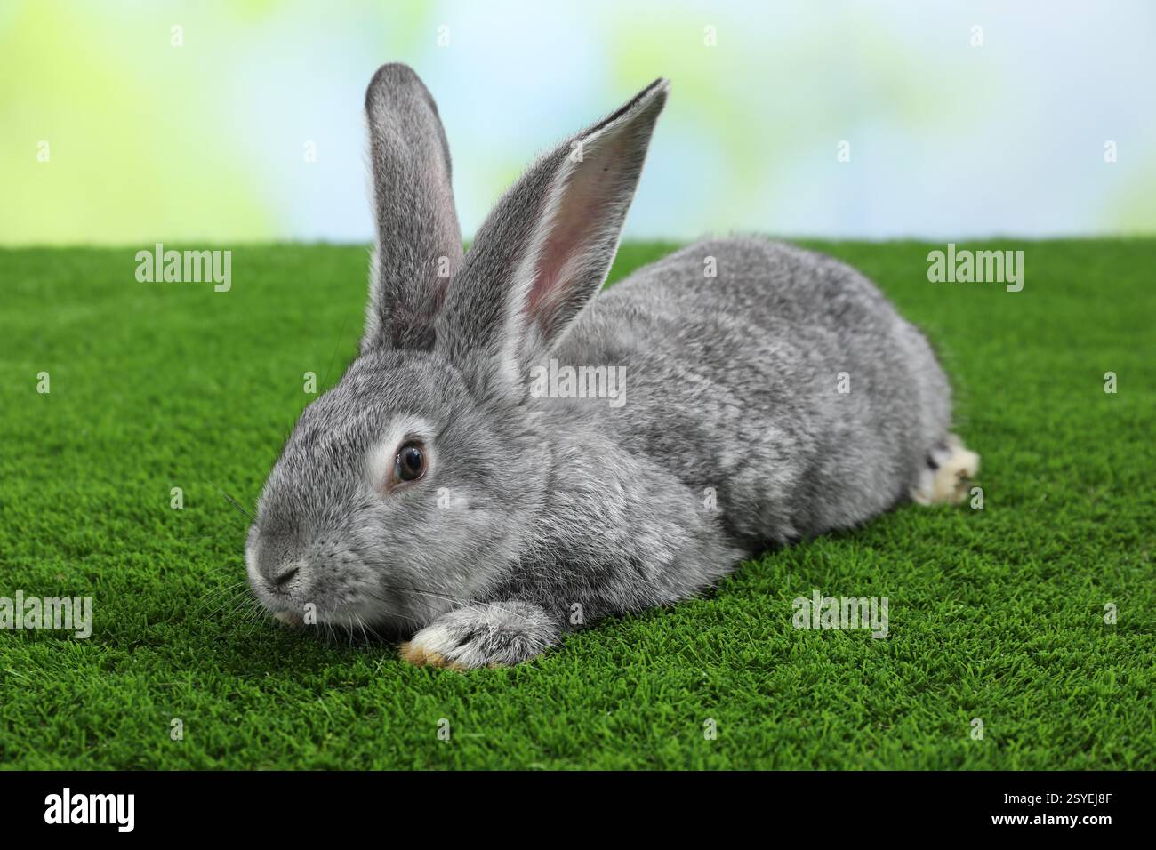 Grey bunny on grass hi-res stock photography and images - Alamy