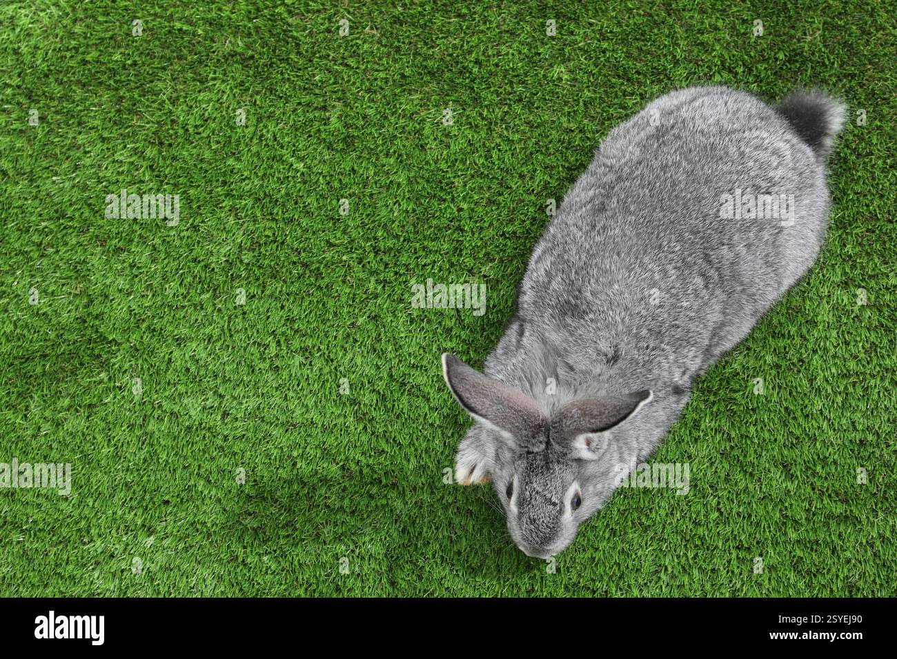 Fluffy grey rabbit on green grass, top view. Space for text Stock Photo ...