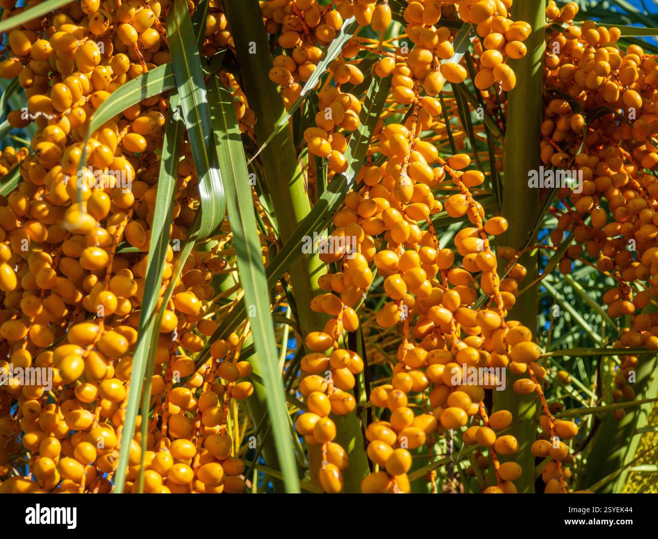 Butia palm berries. Edible berries. Palm fruits. Botany. Southern trees ...