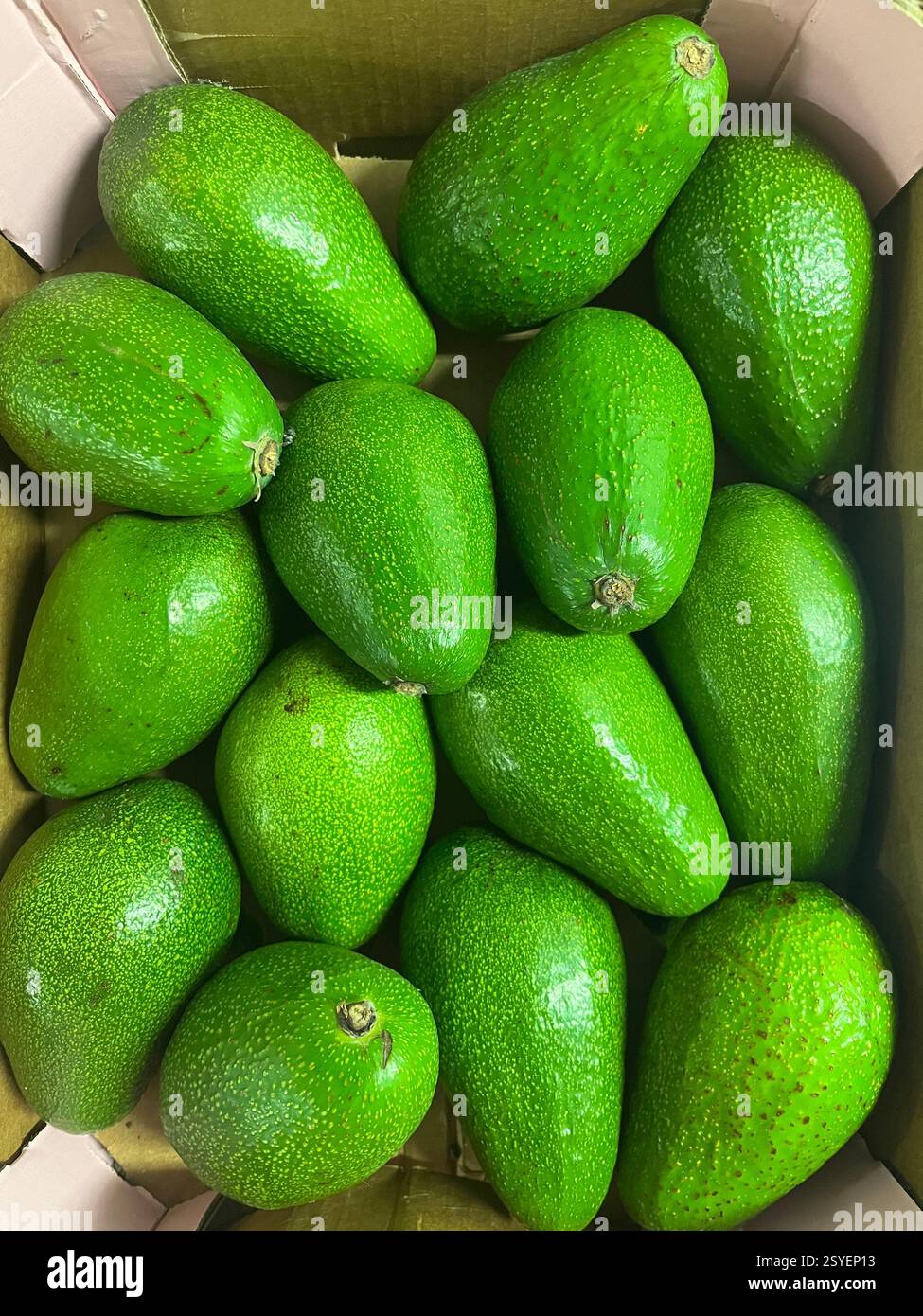 avocados, avocado, crate of avocados, agriculture, food supply, ripe green avocados, bulk avocados top down, avocado cardboard crate, consumerism - Smartphone Captured Stock Image