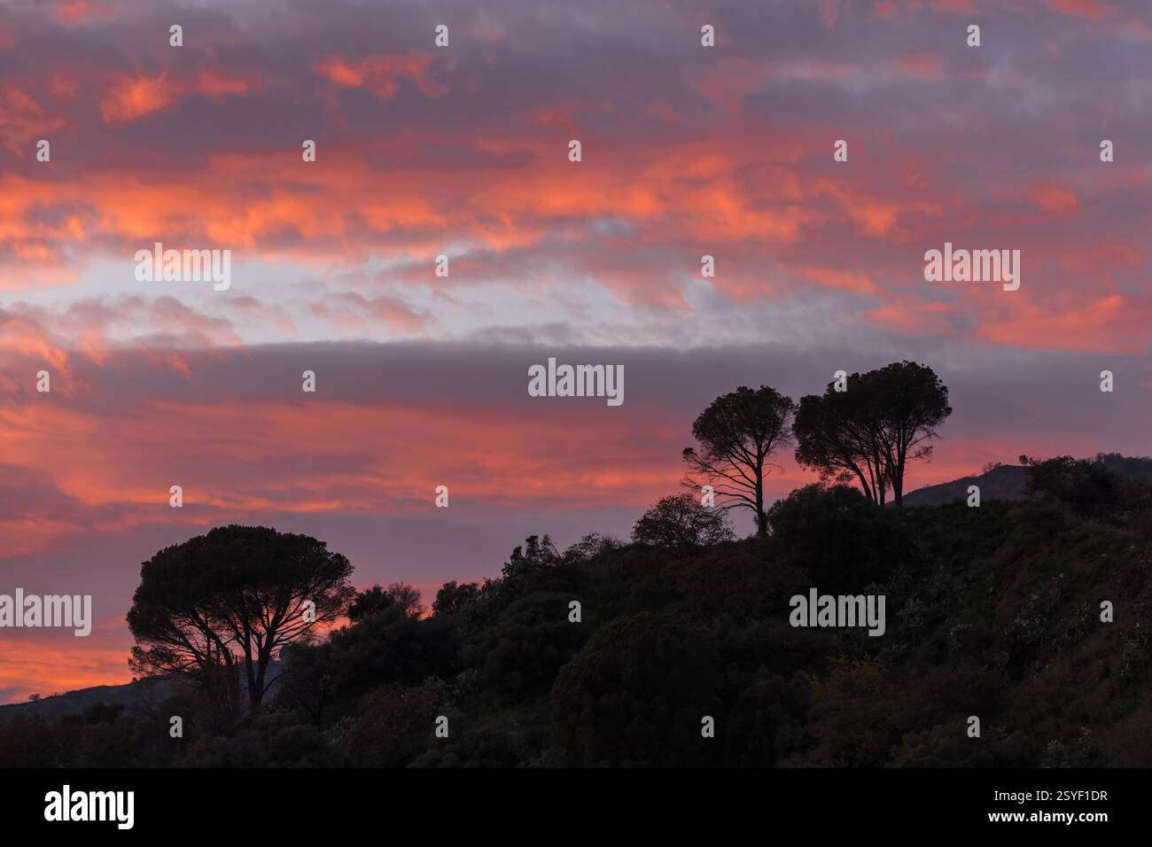 Red-orange clouds on sunset sky over the tree Stock Photo