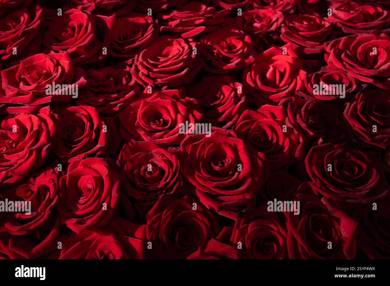 Deep Red Roses Event Roses deep red hue hi-res stock photography and images - Alamy