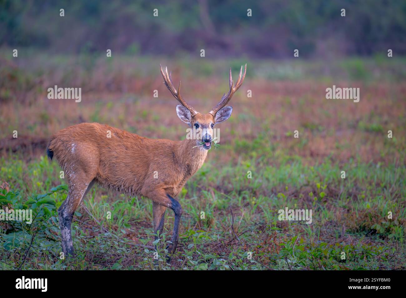 Marsh deer in the Pantanal wetland Stock Photo