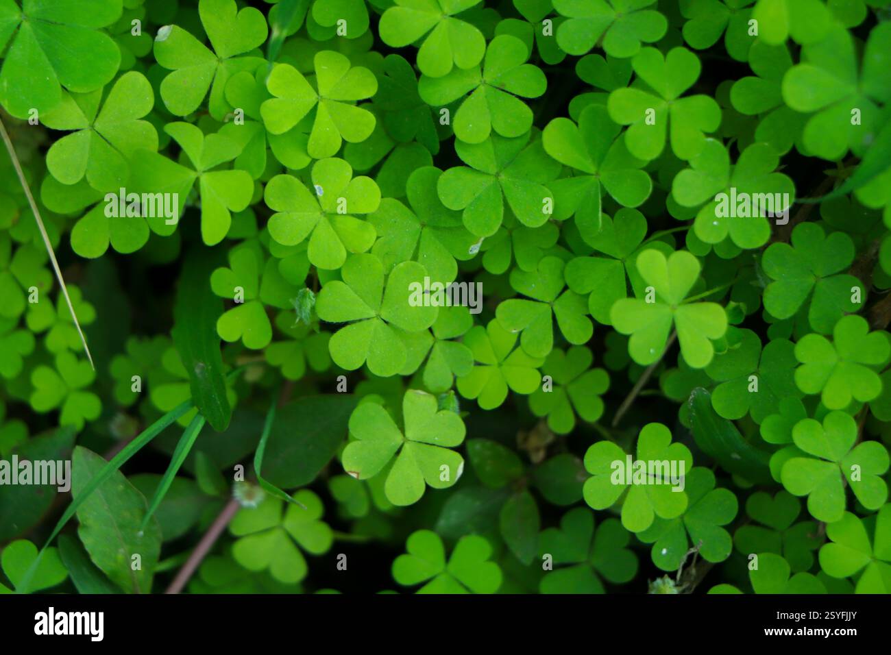 four leaf clover on green shamrock background Stock Photo