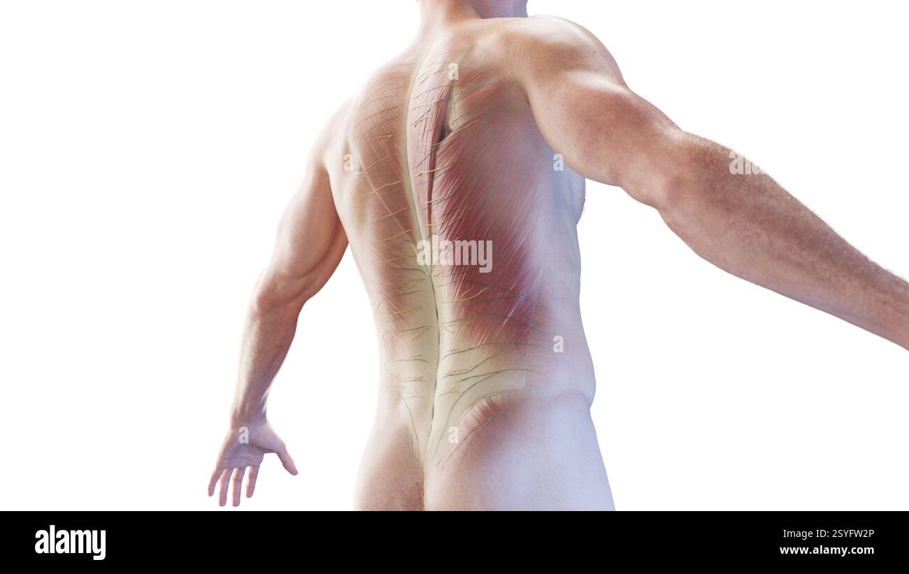 Muscles of the back, illustration Stock Photo - Alamy