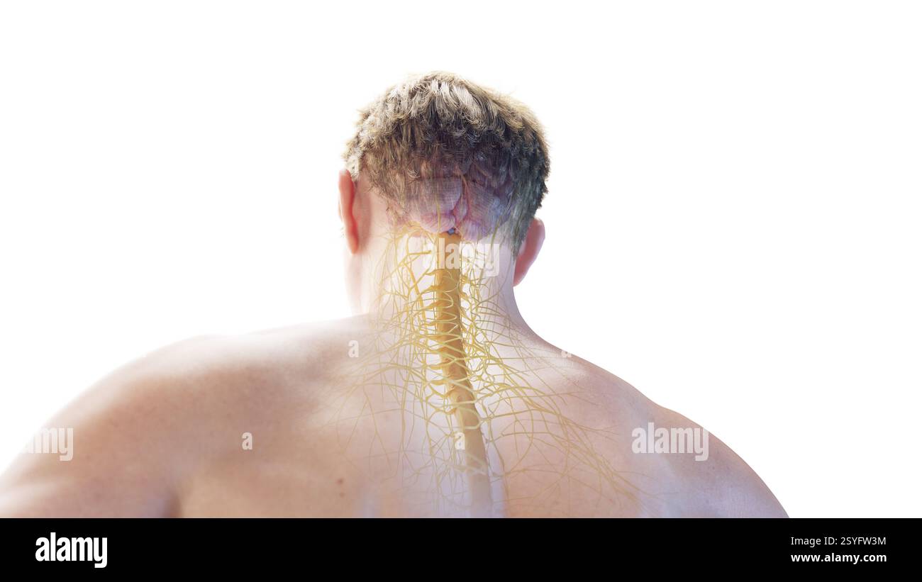 Posterior view of the brain and spinal cord hi-res stock photography ...