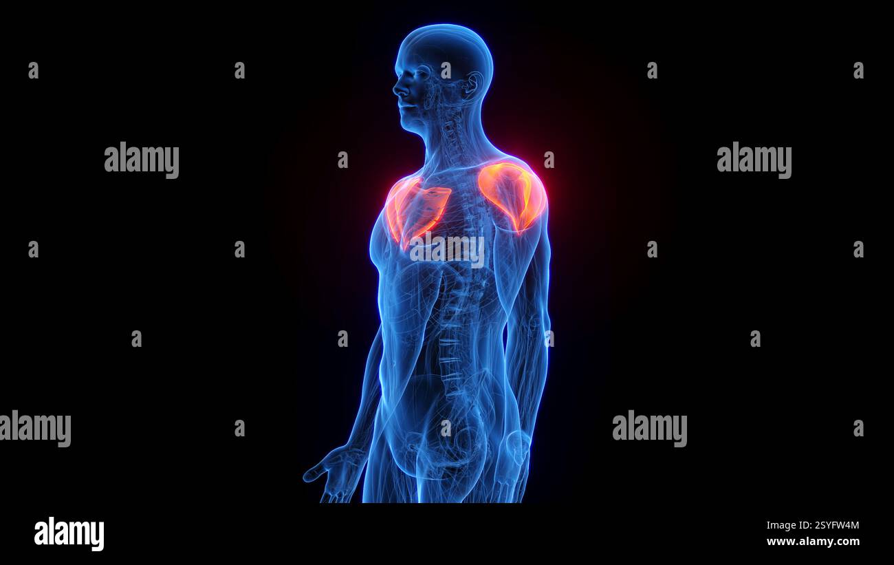 Anterior deltoids hi-res stock photography and images - Alamy