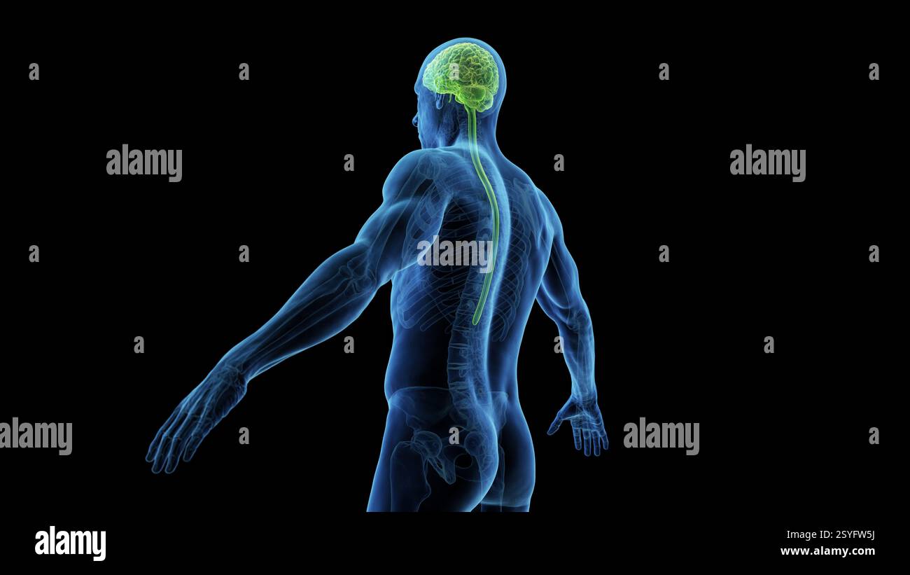 Brain and spinal cord, illustration Stock Photo - Alamy
