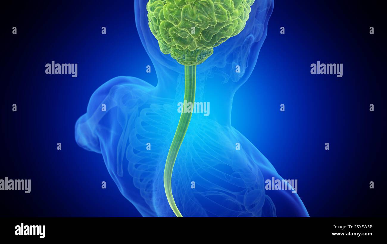 Posterior view of the brain and spinal cord, illustration Stock Photo ...
