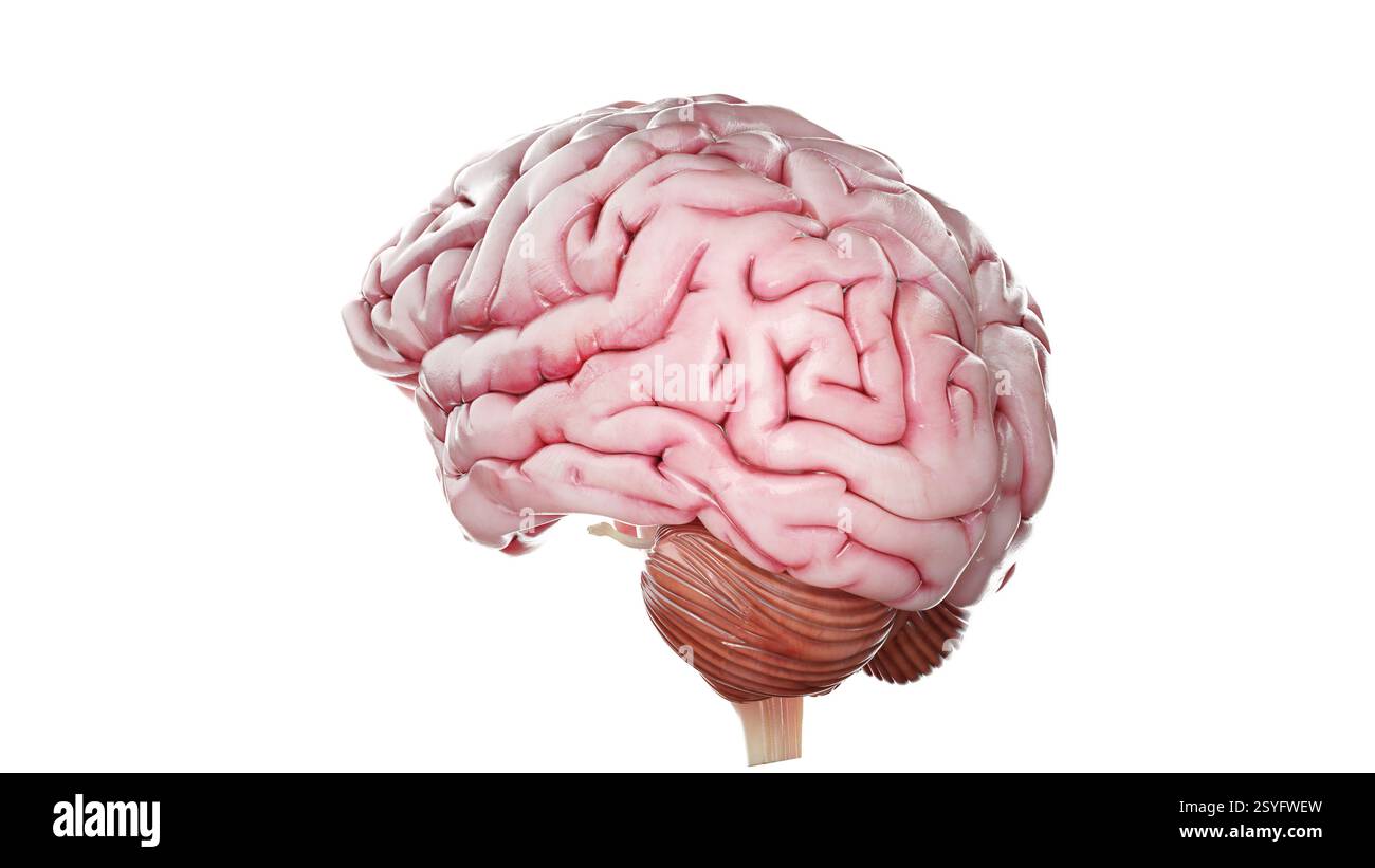 3d brain illustration cerebellum stem Cut Out Stock Images & Pictures ...