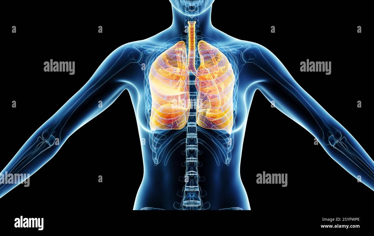 Female lungs and bronchia, illustration Stock Photo - Alamy