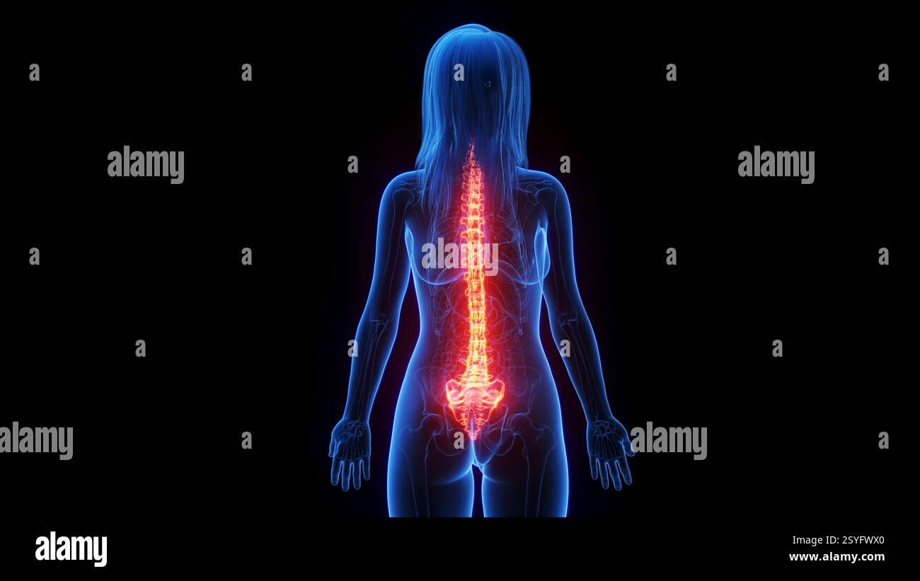 Female spine, illustration Stock Photo Alamy