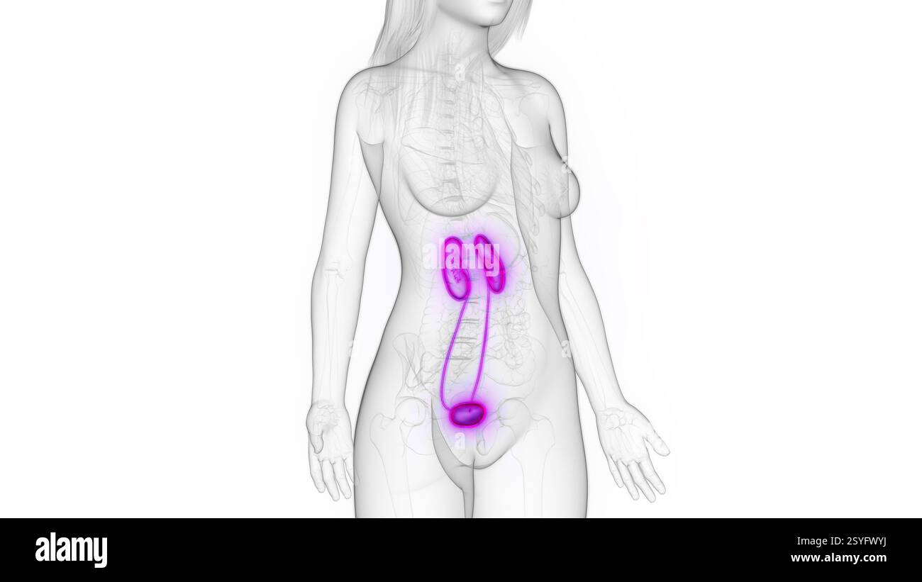 Female urinary system, illustration Stock Photo - Alamy