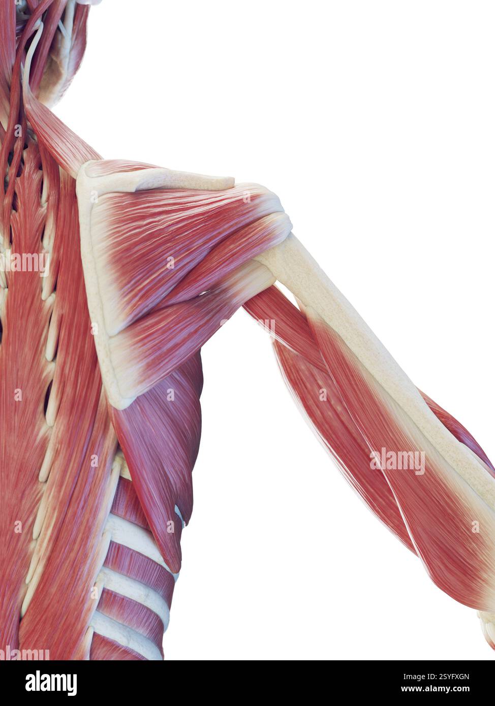 The Axial Musculature - Origin and Insertion of Muscles, image size:974x1390