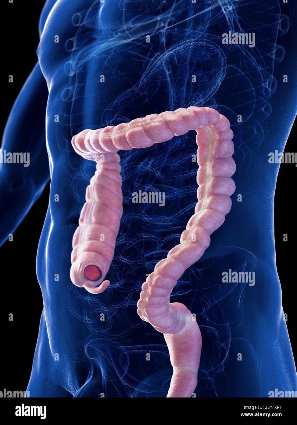 Male colon, illustration Stock Photo - Alamy