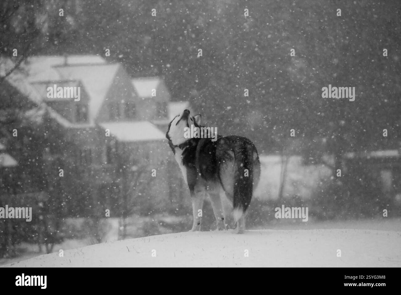 Wolf howling snow Black and White Stock Photos & Images - Alamy