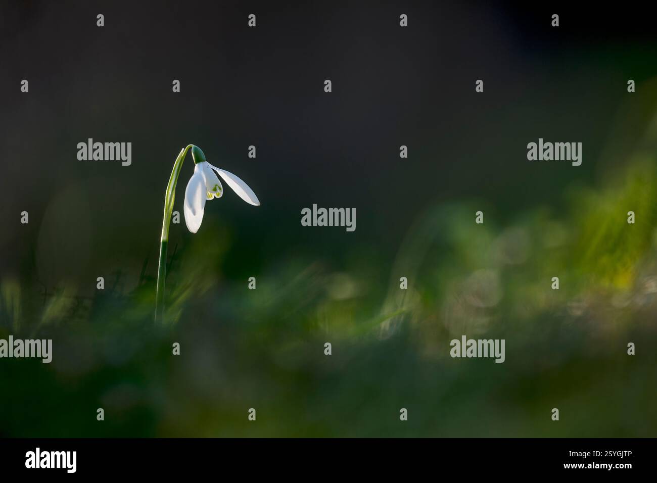 Snowdrop; Flower; Winter; UK Stock Photo