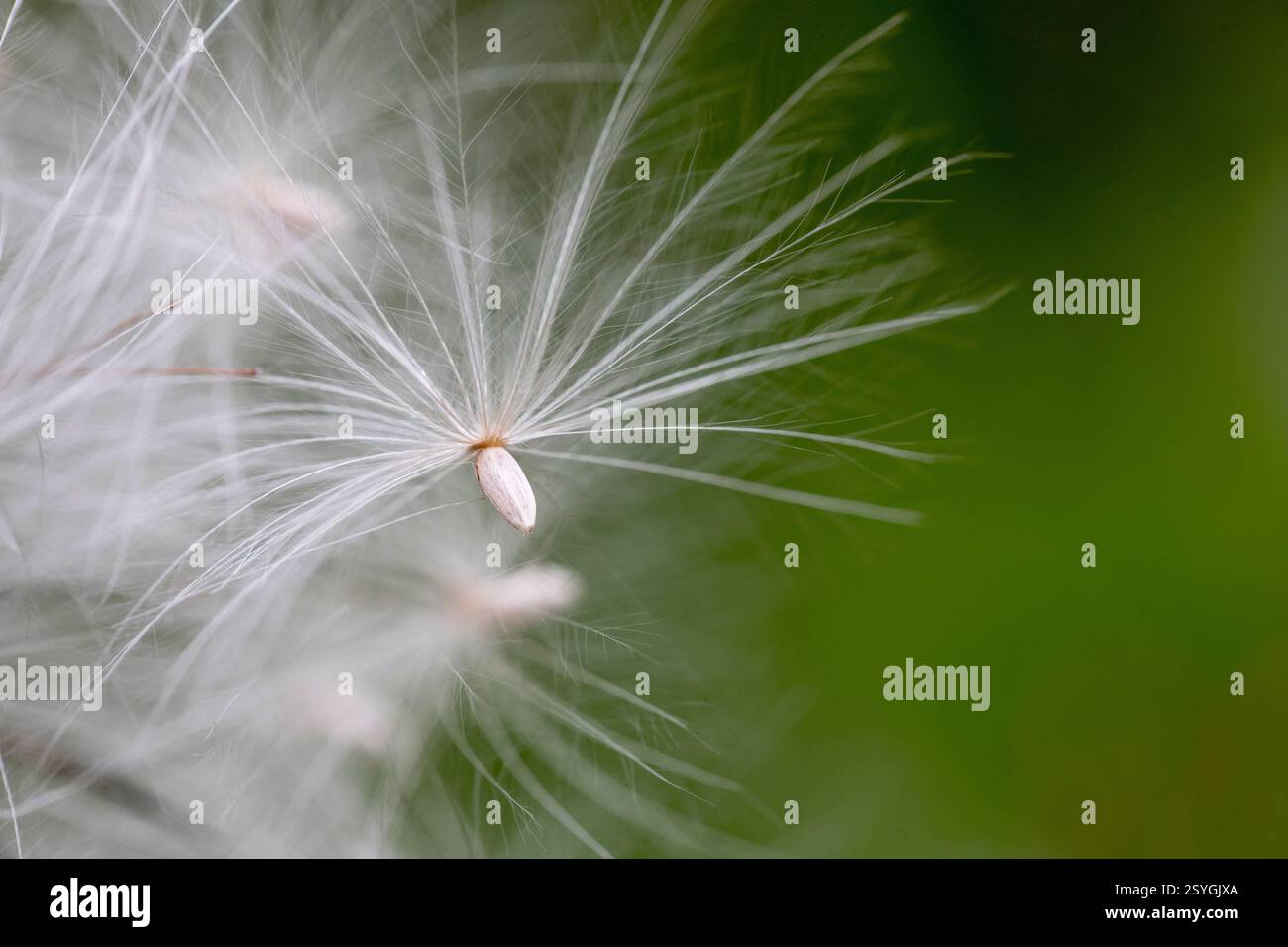 Spear Thistle; Cirsium vulgare; Seed; UK Stock Photo