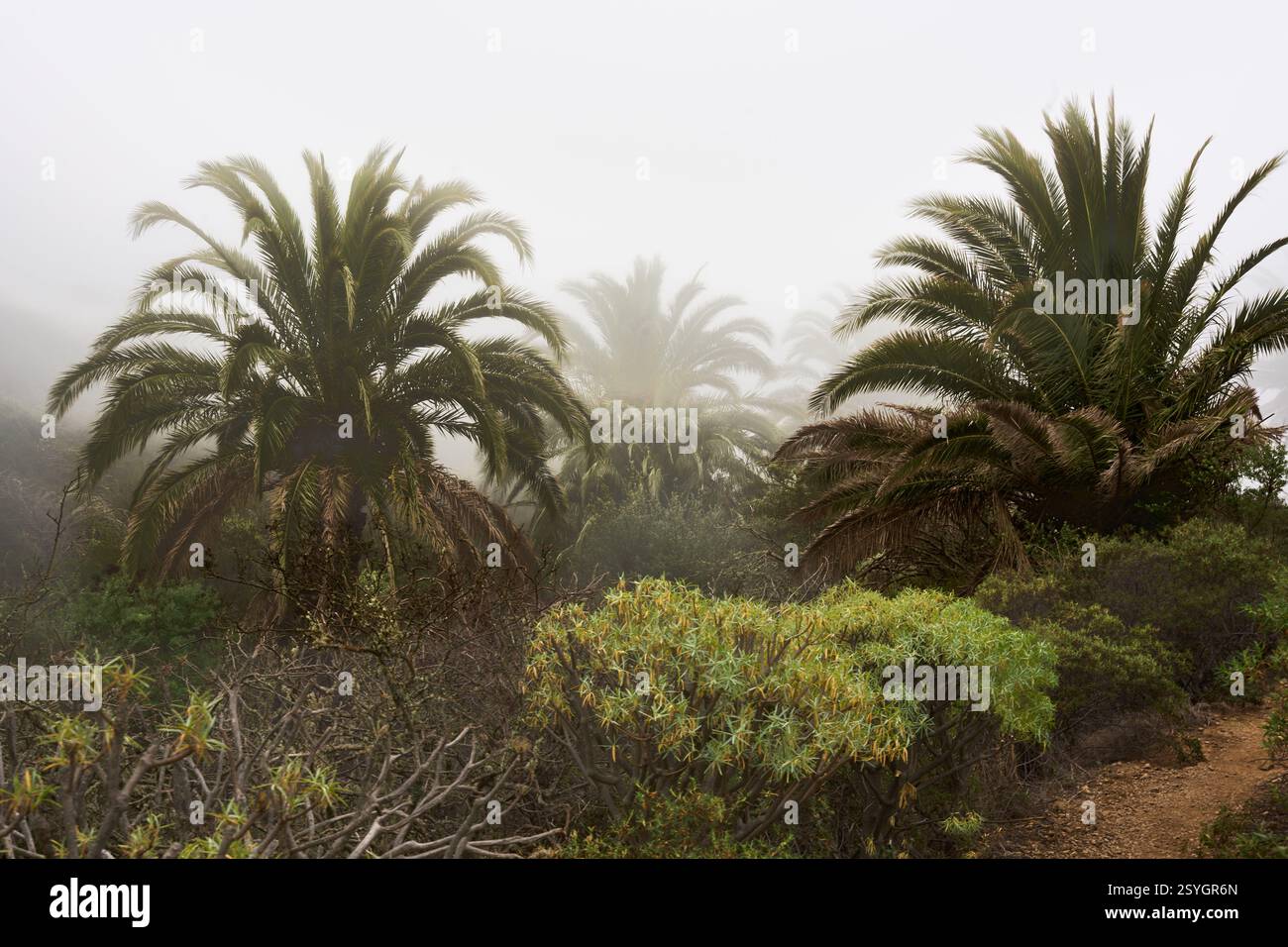 Palmen im Nebel, nahe Arure, La Gomera, Kanarische Inseln, Spanien Stock Photo