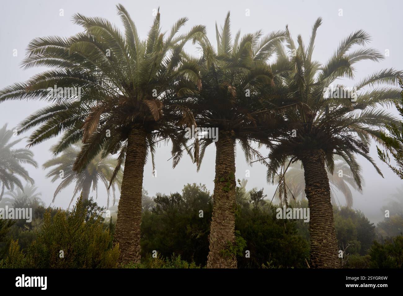 Drei Palmen im Nebel, bei Arure, La Gomera, Kanarische Inseln, Spanien Stock Photo